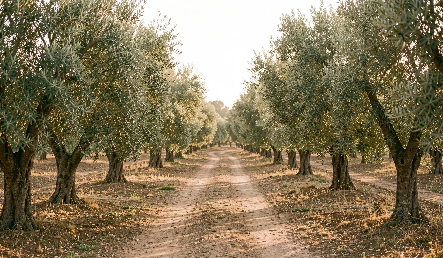 Entorno natural de Murcia